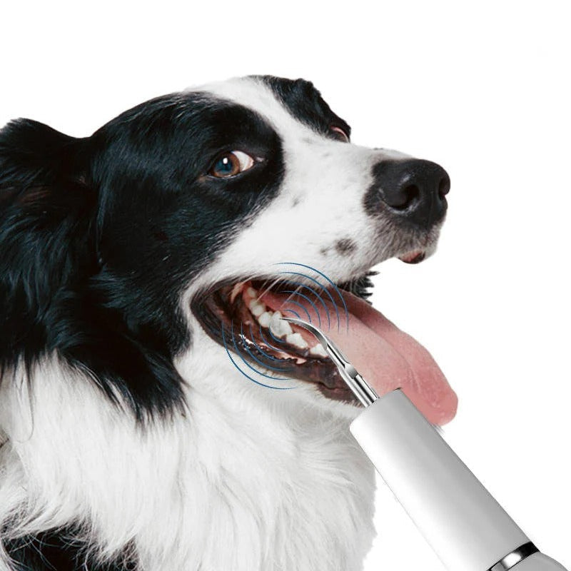 Dog Plaque, Tartar & Calculus Remover