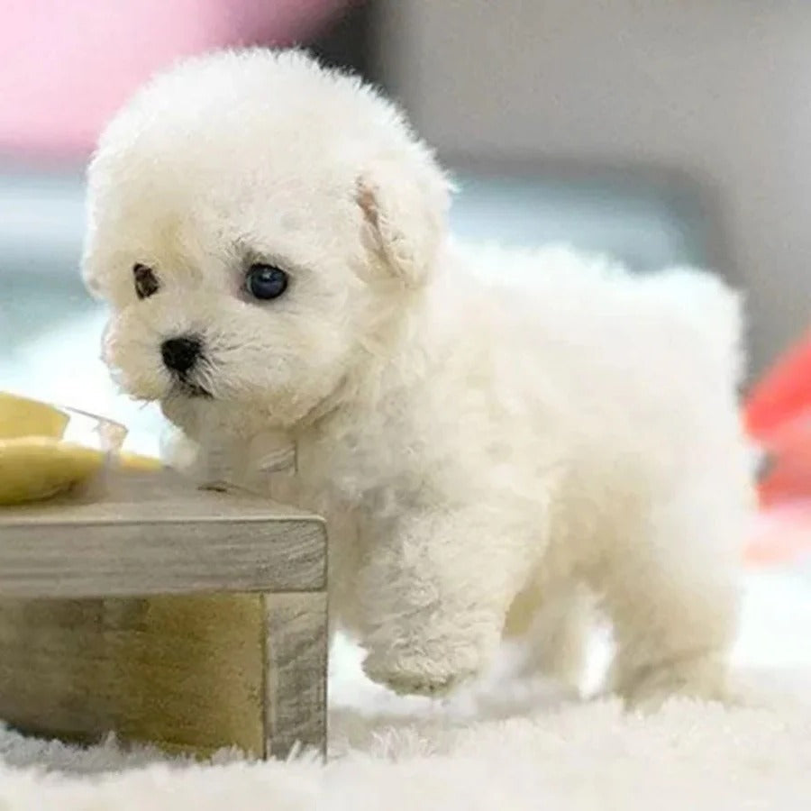 Robotic Puppy, Interactive Pet