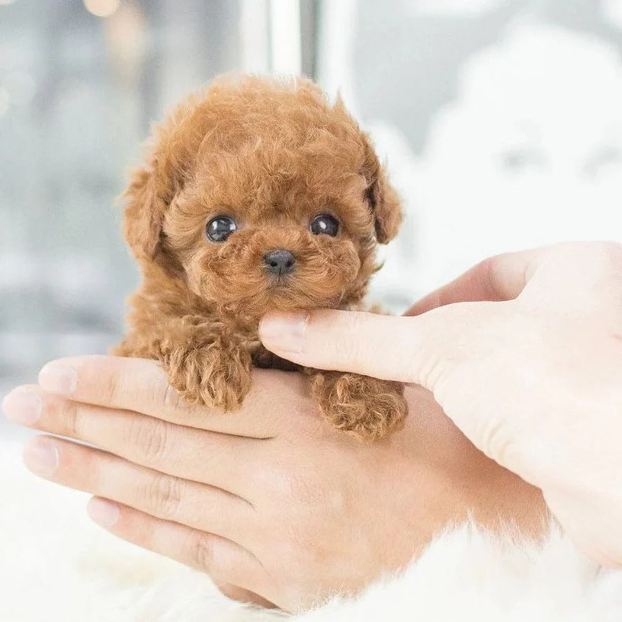 Robotic Puppy, Interactive Pet