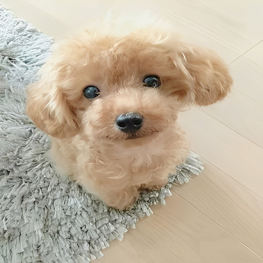 Teddy Dog Plush Toy