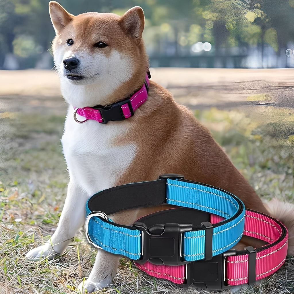 Adjustable Nylon Dog Collar with Clip Buckle