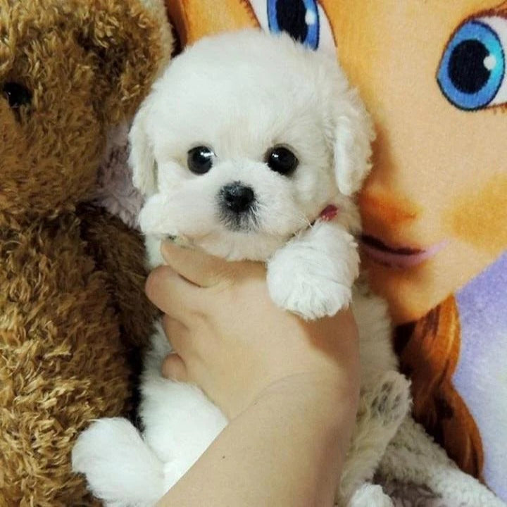Realistic Plush Puppy Toy with Soft Fur Texture